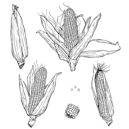 Corn hand drawn vector illustration set. Isolated Vegetable engraved style object. Farm market product. Great for menu, icon, biodegradable corn starch material. Drawing of ingredient for cooking.のイラスト素材