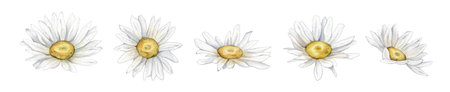 Watercolor set of chamomile. White daisy chamomile icon. Cute round flower plant collection. Love card symbol. Growing concept. Hand drawing floral print illustration on isolated white background.の写真素材