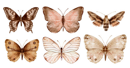Set of delicate cute peach beige brown butterflies. Hand drawn watercolor illustration on isolated white background. For decoration, design of romantic, wedding events, childrens and womens textilesの写真素材