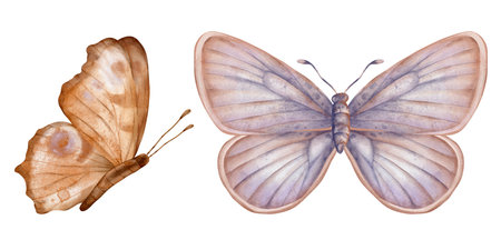 Set of delicate cute peach beige brown butterflies. Hand drawn watercolor illustration on isolated white background. For decoration, design of romantic, wedding events, childrens and womens textilesの写真素材