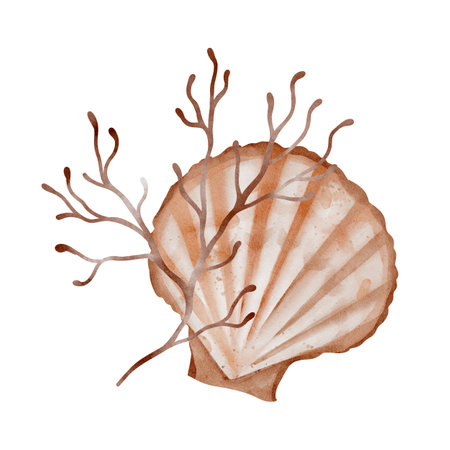 Watercolor composition of Seashell and Seaweed. hand drawn illustration of Sea Shell and brown Algae on isolated background. Undersea element for design in marine vintage style.の写真素材