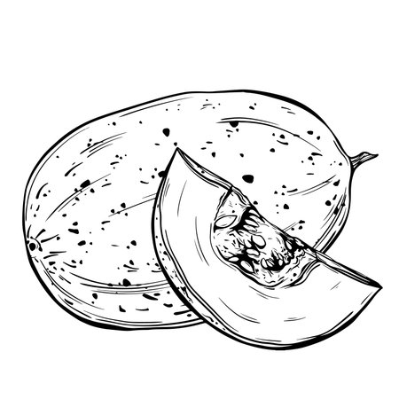 Sketch of honeydew. Hand-drawn ink vector illustration of a melon. Linear graphic elements for food design, isolated on a white background.のイラスト素材