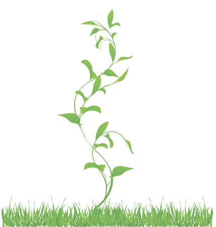 the first spring sproutのイラスト素材