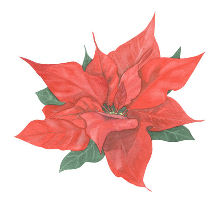 Dried orange slice hand-drawn in watercolor. Isolated element on a white background for creating patterns, postcards, packaging.の写真素材