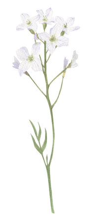 Small white flowers hand-painted in watercolor. Floral element on a white background for creating...