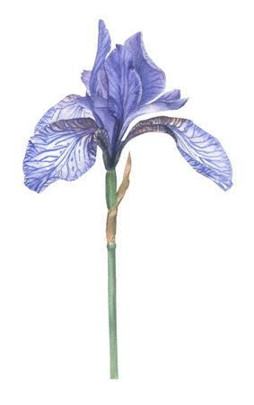 Iris flower hand-drawn in watercolor. Floral element on a white background for creating postcards,...
