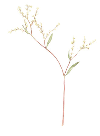 Garden plants and flowers hand-drawn in watercolor. Floral element to create decor, prints in vintage, victorian and boho style.の写真素材