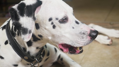 Dalmatian dog portrait in profile. close-up. the Dalmatian lies on the floorの写真素材