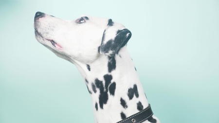 Dalmatian dog portrait in profile. Isolated on blue background. close-upの写真素材