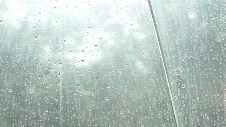 Silhouette of raindrops on a transparent umbrella, view from under the umbrella on green trees in the rain.の写真素材