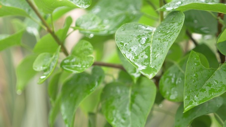 Leaf with a drop of rain water with a green background,の写真素材