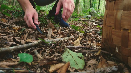the man cuts mushrooms with a knife. concept of a healthy lifestyle of outdoor activities. picking mushrooms. close-upの写真素材