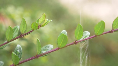 Leaf with a drop of rain water with a green background,の写真素材
