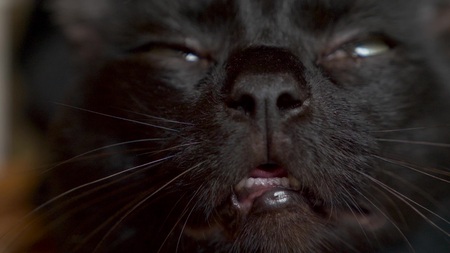 close-up of the nose and mouth of a black cat. the cat smells something, lickens and meowsの写真素材