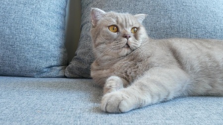 Close up. beautiful scottish fold cream tabby lop-eared with big yellow eyes. Cute Funny cat is lying on the couch and is looking at the camera.の写真素材