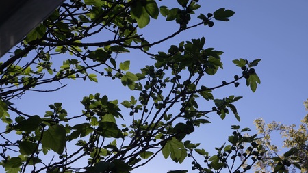 branches of a tree of a fig with green fruits on a background of the blue skyの写真素材