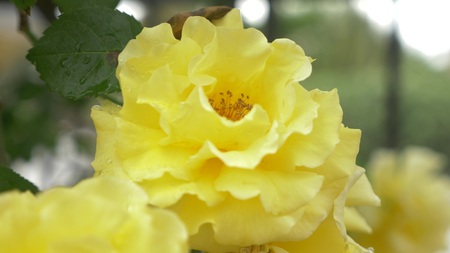 flower of a yellow rose after a rainの写真素材