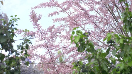 branches of a blooming pink tamarix against the blue sky.の写真素材