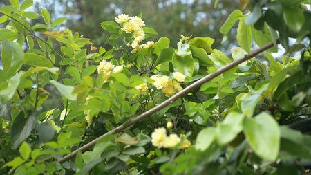 Yellow rose bush, small flowers of a yellow roseの写真素材