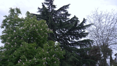 Blossoming chestnut. Beautiful flowers among young green leavesの写真素材