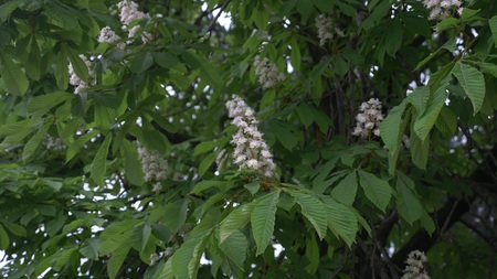 Blossoming chestnut. Beautiful flowers among young green leavesの写真素材