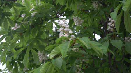 Blossoming chestnut. Beautiful flowers among young green leavesの写真素材