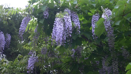 flowers of pink acacia in the wind. Summer acacia tree.の写真素材