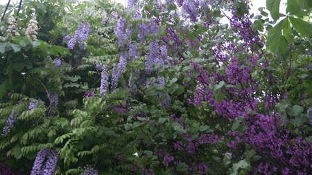 flowers of pink acacia in the wind. Summer acacia tree.の写真素材
