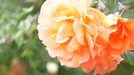 close-up. a flower of an orange rose after a rainの写真素材