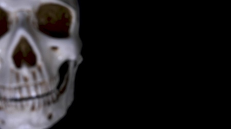 Skull on a black background. close-up