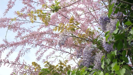 branches of a blooming pink tamarix against the blue skyの写真素材