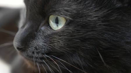 close-up, green eyes of a black cat.の写真素材