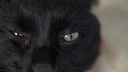 close-up, green eyes of a black cat.の写真素材