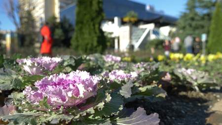lawn, flowerbed on a pedestrian street in the center of the city, palm avenue. blur backgroundの写真素材
