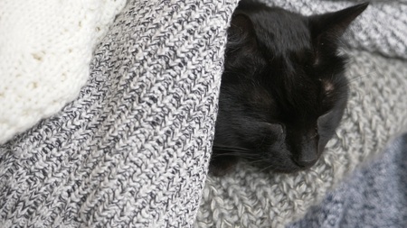 black fluffy cat sleeping on a shelf with wool knitted things.の写真素材
