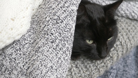 black fluffy cat sleeping on a shelf with wool knitted things.の写真素材