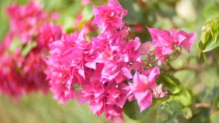 A Pink Flowers of Bougainvillea Tree in the Tropical Park, blur.