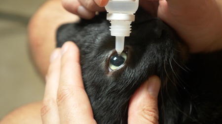 close up, human hands process the eyes of a black cat. Veterinary concept, eye drops for animals.の写真素材