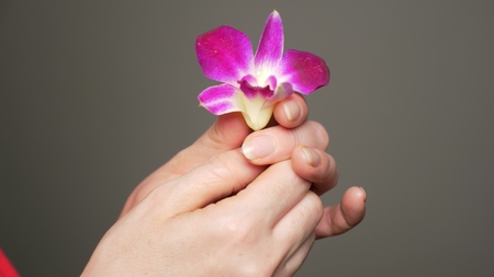 orchid flower in the hands of a young woman on a gray backgroundの写真素材