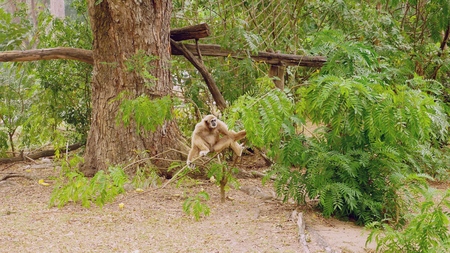 A female yellow gibbon with a black face and white fur on the eyebrows, cheeks, hands and feet is...