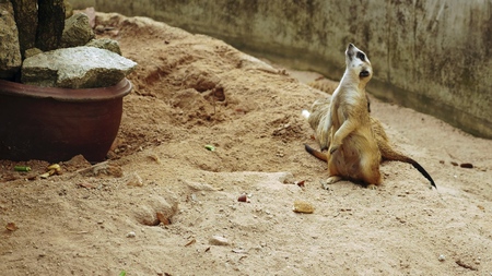 Meerkat or Suricate in the zoo aviary