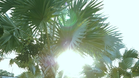 Bismarckia nobilis is a beautiful silver palm tree in a tropical garden. against the blue skyの写真素材
