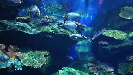 colorful coral reef with lots of colorful coral fish