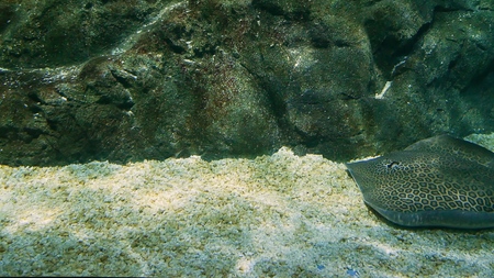 Large electric ramp floating deep in an aquarium