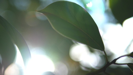 Tropical leaf, super close-up. on blurred background of foliage and sky. sun glare, bokehの写真素材