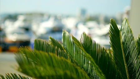 palm leaves on blurred background. seaport with white masts of yachts and ships at sea
