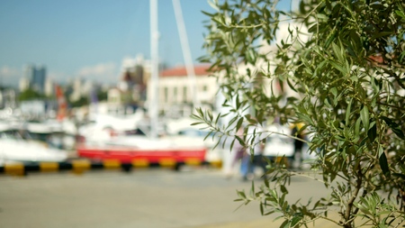 date leaves on a blurred background. seaport with white masts of yachts and ships at seaの写真素材