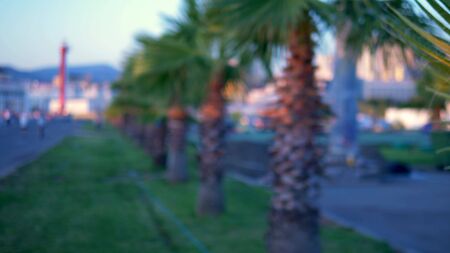 Palm leaf close-up on the background of the modern city. Bokeh in the background. Blur backgroundの写真素材
