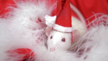 White rat in a small cap santa looks out of a Santa hat on a red background. Christmas card. symbol of the year 2020の写真素材
