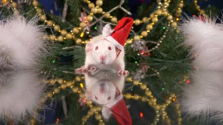 A small white rat in a Santa cap against the background of the Christmas tree is looking at the camera. animal symbol of 2020 on the Chinese calendarの写真素材